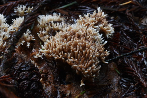 Ramaria pinicola image