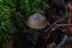 Lyophyllaceae