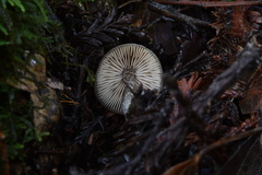 Lyophyllaceae
