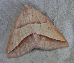 Petrophora divisata