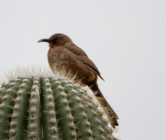Toxostoma curvirostre