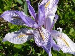Iris longipetala