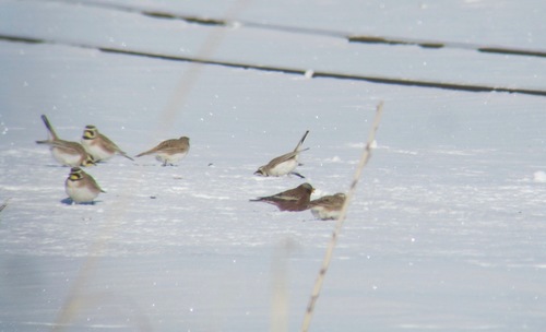 Leucosticte tephrocotis