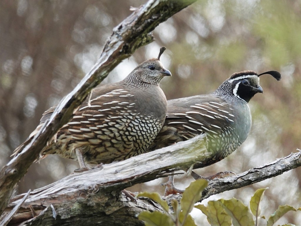 Coastal California Quail