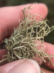 Usnea flavocardia