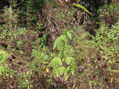 Cedronella canariensis image