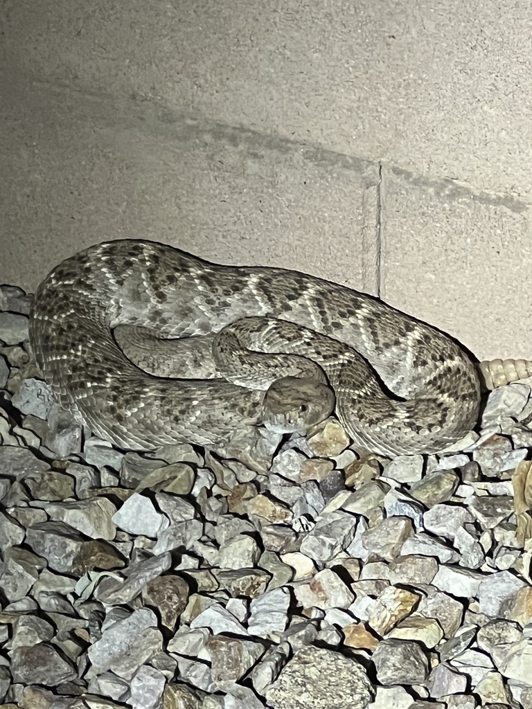 Western Diamond backed Rattlesnake From E Via Cerro Del Molino Vail western-diamond-backed-rattlesnake-from-e-via-cerro-del-molino-vail
