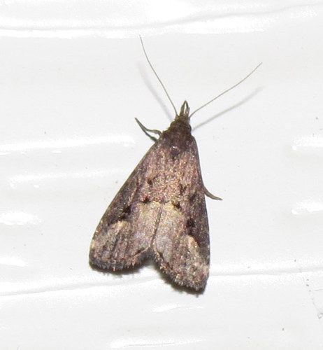 Schrankia capnophanes Turner, 1939