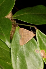 Simplicia cornicalis