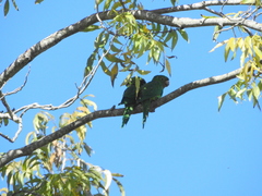 Psittacara leucophthalmus