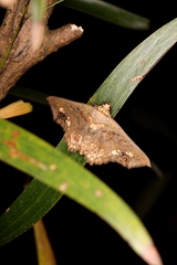 Lopharthrum comprimens