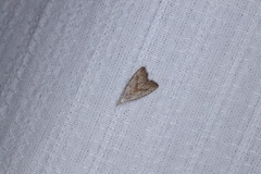 Meganola brunellus