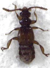 Sagola notabilis