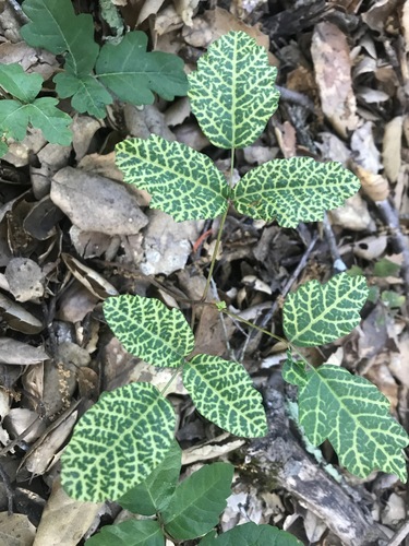 Pacific Poison Oak foliage