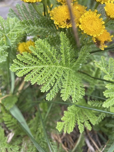dune tansy
