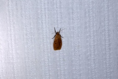 Paralithosia shaowuica