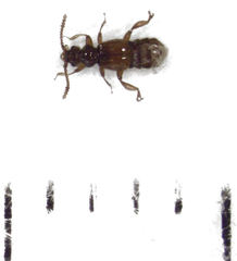 Sagola notabilis