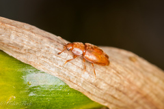 Epuraea melina