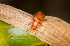 Epuraea melina