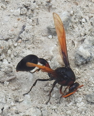 Delta pyriforme circinale