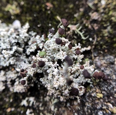 Stereocaulon intermedium