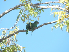 Psittacara leucophthalmus