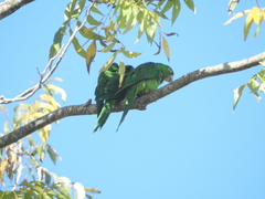 Psittacara leucophthalmus