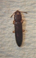 Hapalips prolixus