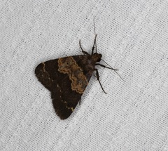 Hydrillodes nilgirialis