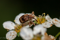 Anthonomus rectirostris