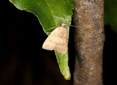 Anachrostis