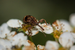 Anthonomus rectirostris