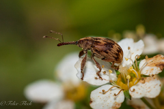 Anthonomus rectirostris