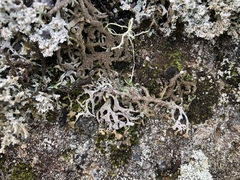 Hypogymnia schizidiata