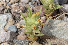 Mohavea breviflora
