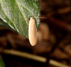 Danielithosia immaculata