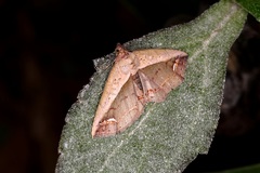 Eugnathia lunifera
