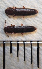 Hapalips prolixus