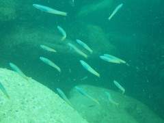 Ptereleotris monoptera