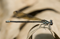 Argia indicatrix