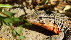 Callopistes maculatus