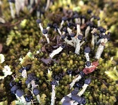 Pilophorus acicularis