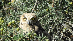 Bubo virginianus magellanicus