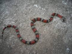 Lampropeltis micropholis