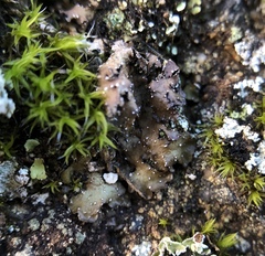Punctelia stictica