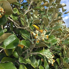 Brachyglottis rotundifolia