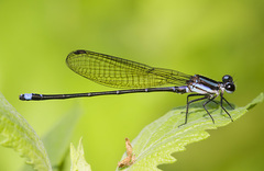 Argia indicatrix