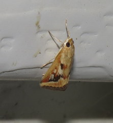 Achyra massalis
