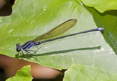 Argia indicatrix