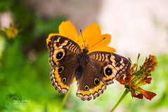 Junonia genoveva
